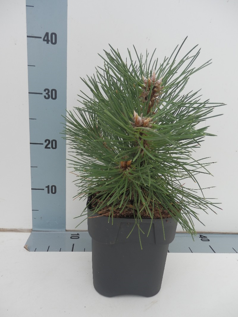 Сосна черная Нана